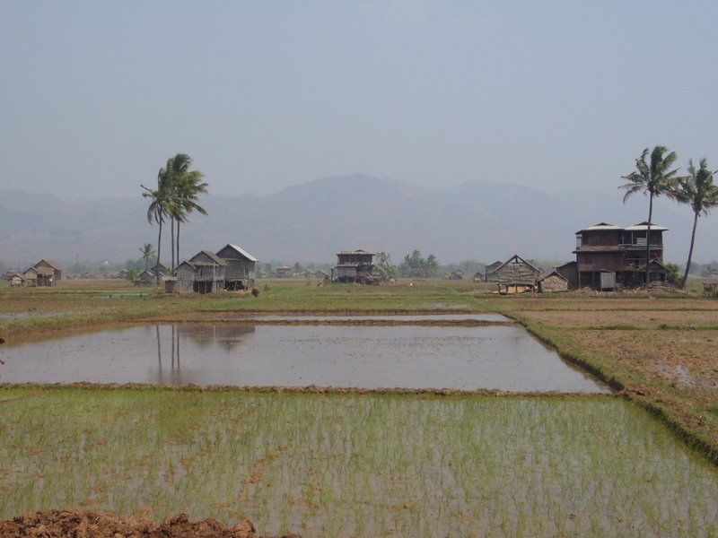Rice fields.